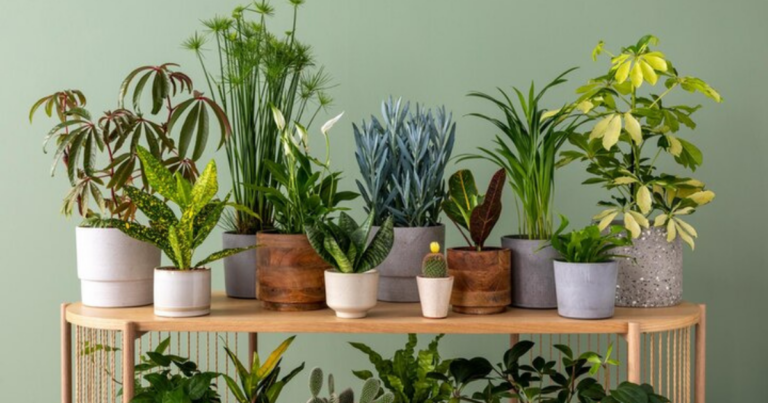 Indoor Plants to Purify the Air in your Home, Office or Vehicle